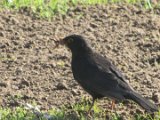 Amsel 02